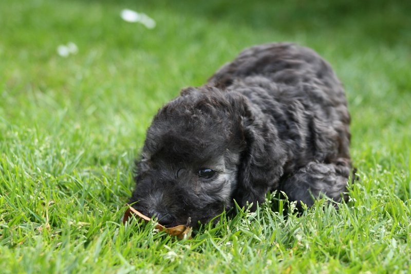 Arc-en-ciel Antares 2009-06-30 (16).JPG